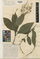 Pseuderanthemum dawei Turrill [family ACANTHACEAE]