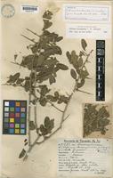 Schinus bumelioides I.M.Johnst. [family ANACARDIACEAE]