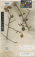 Lectotype of Schinus montanus Engl. [family ANACARDIACEAE]