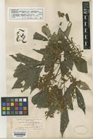 Syntype of Thouinia acuminata S.Watson var. pubicalyx Radlk. [family SAPINDACEAE]