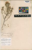 Type of Gilia virgata Steud. var. floribunda A.Gray [family POLEMONIACEAE]