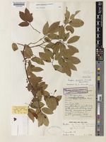 Holotype of Baphia puguensis Brummitt [family LEGUMINOSAE-PAPILIONOIDEAE]