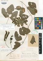 Holotype of Mucuna pruriens (L.) DC. subsp. novoguineensis Verdc. [family LEGUMINOSAE-PAPILIONOIDEAE]