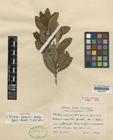 Isotype of Krokia nipensis Urb. [family MYRTACEAE]