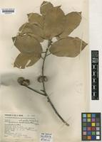 Holotype of Quercus ochroesthes E.F.Warb. [family FAGACEAE]