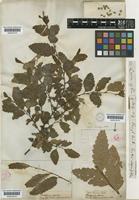 Nothofagus obliqua (Mirb.) Oerst. [family FAGACEAE]