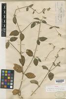 Isotype of Telanthera stellata Wats. [family AMARANTHACEAE]