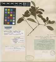 Alternanthera vestita (Anderss.) Howell [family AMARANTHACEAE]