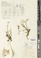 Type of Gomphrena centrota E.Holzh. [family AMARANTHACEAE]