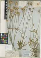 Isotype of Gomphrena gardneri Moq. [family AMARANTHACEAE]