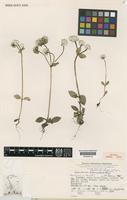 Isotype of Gomphrena phaeotricha Pedersen [family AMARANTHACEAE]