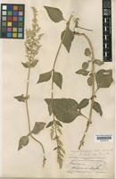Type of Iresine heterophylla Standl. [family AMARANTHACEAE]