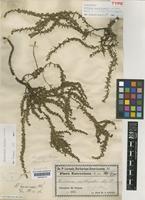 Lectotype of Roubieva bonariensis Hook.f. [family CHENOPODIACEAE]
