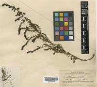 Suaeda tampicensis Standl.(Standl.) [family CHENOPODIACEAE]