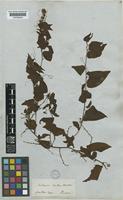 Antigonon leptopus Hook. & Arn. [family POLYGONACEAE]