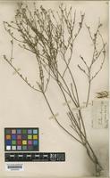 Nierembergia scoparia Sendtn. [family SOLANACEAE]