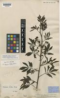 Holotype of Solanum feddei Bitter [family SOLANACEAE]
