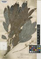 Matayba intermedia Radlk. [family SAPINDACEAE]