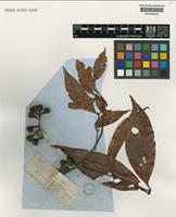 Matayba inelegans Radlk. [family SAPINDACEAE]