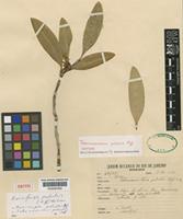 Isotype of Tabernaemontana palustris Markgr. [family APOCYNACEAE]