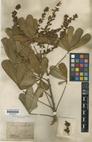 Schefflera vinosa (Cham. & Schltdl.) Frodin & Fiaschi [family ARALIACEAE]