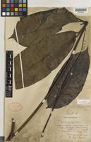 Schefflera sphaerocoma (Benth.) Harms [family ARALIACEAE]