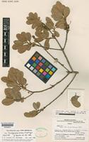 Holotype of Ilex hualgayoca Loizeau & Spichiger [family AQUIFOLIACEAE]