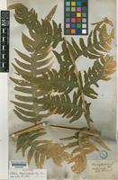 Syntype of Pteris longibrachiata J.Agardh [family PTERIDACEAE]