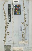 Amaranthus urceolatus Benth. [family AMARANTHACEAE]