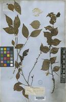 Xylosma racemosa (Siebold & Zucc.) Miq. [family FLACOURTIACEAE]