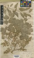 Populus diversifolia Schrenk [family SALICACEAE]