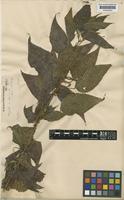 Acalypha amblyodonta (Müll.Arg.) Müll.Arg. [family EUPHORBIACEAE]