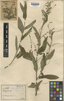 Type of Tragia caperonioides Pax & K.Hoffm [family EUPHORBIACEAE]
