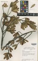 Isotype of Tepuianthus sarisarinamensis Maguire & Steyerm. subsp. sarisarinamensis [family TEPUIANTHACEAE]
