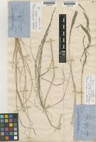 Isotype of Eragrostis parviflora (R.Br.) Trin. [family POACEAE]