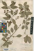 Syntype of Euonymus radicans (Miq.) Siebold ex Hand.-Mazz. var. acutus Rehd [family CELASTRACEAE]