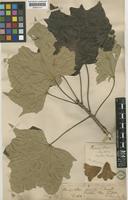 Brachychiton discolor F.Muell. [family STERCULIACEAE]
