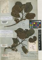 Lectotype of Elaeocarpus montanus Thwaites [family ELAEOCARPACEAE]