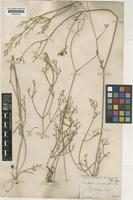 Sclerochorton haussknechtii Boiss. [family UMBELLIFERAE]