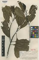 Type of Degeneria vitiensis I.W.Bailey & A.C.Sm. [family DEGENERIACEAE]