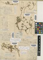 Oxalis corniculata L. [family OXALIDACEAE]