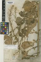 Barbarea australis Hook.f. [family CRUCIFERAE]