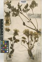 Adonis chrysocyathus Hook.f. & Thomson ex Hook.f. [family RANUNCULACEAE]