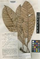 Isotype of Mangifera pajang Kosterm. [family ANACARDIACEAE]