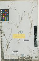 Bupleurum trichopodum Boiss. & Spruner [family APIACEAE]