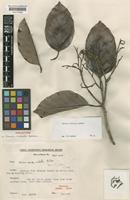 Holotype of Shorea rubella P.S.Ashton [family DIPTEROCARPACEAE]