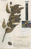 Paratype of Shorea asahi P.S.Ashton [family DIPTEROCARPACEAE]