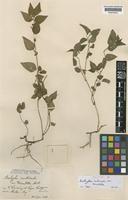 Syntype of Acalypha multicaulis Müll. Arg. var. tomentella Müll. Arg. [family EUPHORBIACEAE]