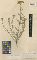 Haplophyllum thesioides G. Don [family RUTACEAE]