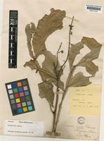 Type of Harpullia alata F.Muell. [family SAPINDACEAE]
